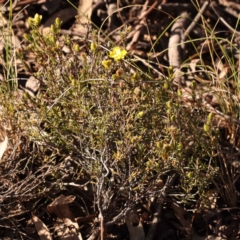 Hibbertia calycina at Bruce, ACT - 1 Oct 2023