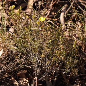 Hibbertia calycina at Bruce, ACT - 1 Oct 2023 09:12 AM