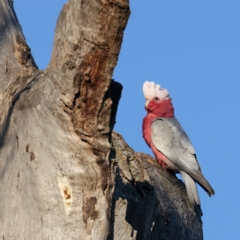 Eolophus roseicapilla (Galah) at Majura, ACT - 28 Sep 2023 by jb2602