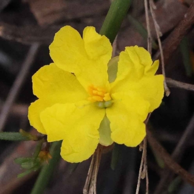 Hibbertia calycina (Lesser Guinea-flower) at Bruce Ridge to Gossan Hill - 30 Sep 2023 by ConBoekel