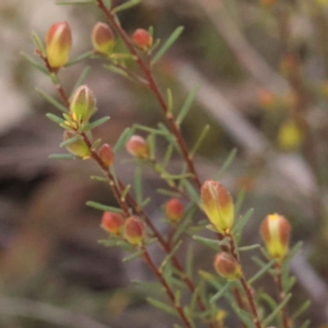 Hibbertia calycina at Bruce, ACT - 1 Oct 2023