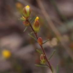 Hibbertia calycina at Bruce, ACT - 1 Oct 2023