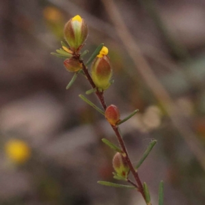 Hibbertia calycina at Bruce, ACT - 1 Oct 2023