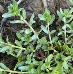 Lythrum hyssopifolia (Small Loosestrife) at QPRC LGA - 30 Sep 2023 by JaneR