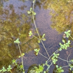 Callitriche stagnalis (Common Starwort) at QPRC LGA - 30 Sep 2023 by JaneR