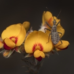 Coranus sp. (genus) (Assassin bug) at Acton, ACT - 29 Sep 2023 by Gallpix