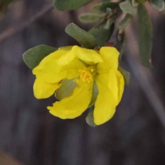 Hibbertia obtusifolia (Grey Guinea-flower) at Bruce Ridge - 30 Sep 2023 by ConBoekel