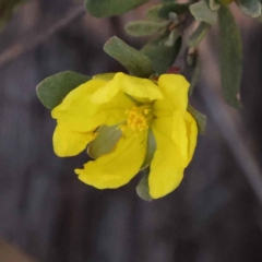 Hibbertia obtusifolia (Grey Guinea-flower) at Bruce, ACT - 30 Sep 2023 by ConBoekel