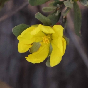 Hibbertia obtusifolia at Bruce, ACT - 1 Oct 2023 09:20 AM