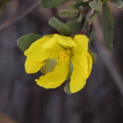 Hibbertia obtusifolia (Grey Guinea-flower) at Bruce, ACT - 30 Sep 2023 by ConBoekel