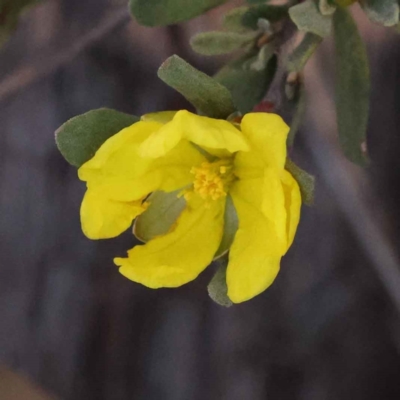 Hibbertia obtusifolia (Grey Guinea-flower) at Bruce Ridge - 30 Sep 2023 by ConBoekel