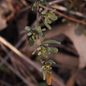 Hibbertia obtusifolia at Bruce, ACT - 1 Oct 2023 09:20 AM