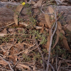 Hibbertia obtusifolia at Bruce, ACT - 1 Oct 2023