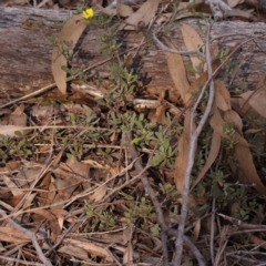 Hibbertia obtusifolia at Bruce, ACT - 1 Oct 2023 09:20 AM