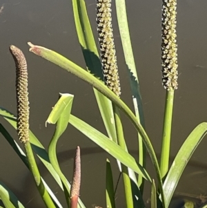 Cycnogeton procerum at Bendoura, NSW - 30 Sep 2023