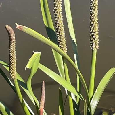 Cycnogeton procerum (Nareli, Swamp Arrowgrass) at QPRC LGA - 30 Sep 2023 by JaneR