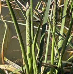 Cycnogeton procerum at Bendoura, NSW - 30 Sep 2023