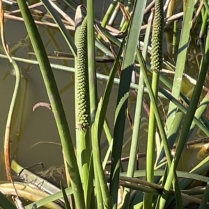 Cycnogeton procerum at Bendoura, NSW - 30 Sep 2023