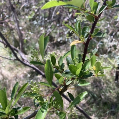 Pyracantha fortuneana (Firethorn) at Majura, ACT - 1 Oct 2023 by waltraud