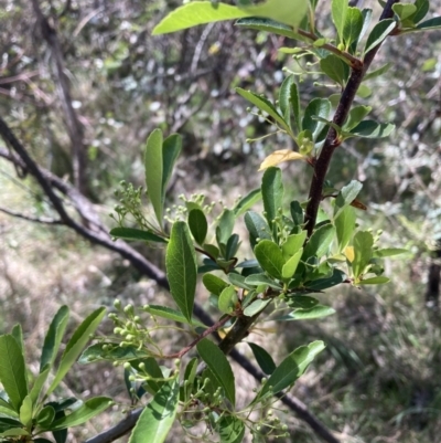 Pyracantha fortuneana (Firethorn) at Majura, ACT - 1 Oct 2023 by waltraud