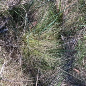 Nassella trichotoma at Majura, ACT - 1 Oct 2023