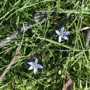 Isotoma fluviatilis subsp. australis at Bendoura, NSW - 30 Sep 2023 03:14 PM