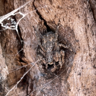 Unidentified Other hunting spider at Mittagong, NSW - 1 Oct 2023 by Hejor1