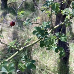 Rosa rubiginosa (Sweet Briar, Eglantine) at Majura, ACT - 1 Oct 2023 by waltraud