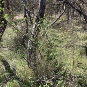 Rosa rubiginosa at Majura, ACT - 1 Oct 2023