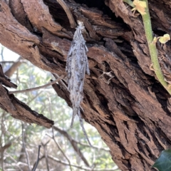 Metura elongatus (Saunders' case moth) at Mittagong, NSW - 1 Oct 2023 by Hejor1