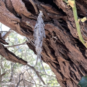 Metura elongatus (Saunders' case moth) at Mittagong, NSW by Hejor1