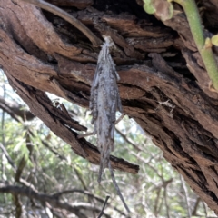 Metura elongatus at Mittagong, NSW - 1 Oct 2023