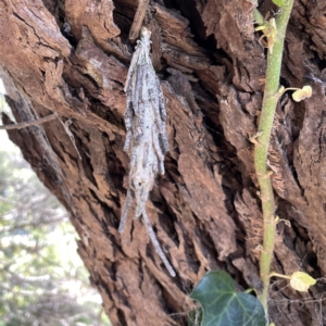 Metura elongatus at Mittagong, NSW - 1 Oct 2023