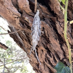 Metura elongatus at Mittagong, NSW - 1 Oct 2023