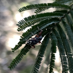 Aoplocnemis sp. (genus) (A weevil) at Mittagong, NSW - 1 Oct 2023 by Hejor1