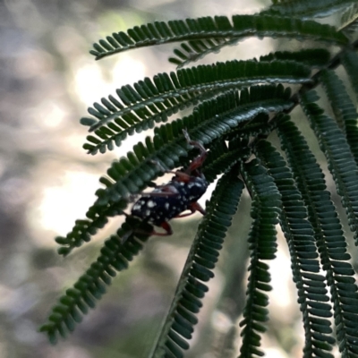 Unidentified Weevil (Curculionoidea) at Mittagong, NSW - 1 Oct 2023 by Hejor1