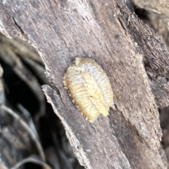 Pseudomantis albofimbriata at Mittagong, NSW - 1 Oct 2023 by Hejor1