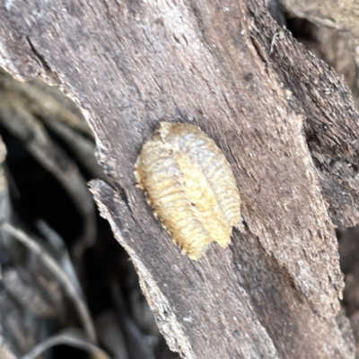 Pseudomantis albofimbriata at Mittagong, NSW - 1 Oct 2023 by Hejor1