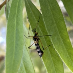 Gynoplistia (Gynoplistia) bella (A crane fly) at Mittagong - 1 Oct 2023 by Hejor1