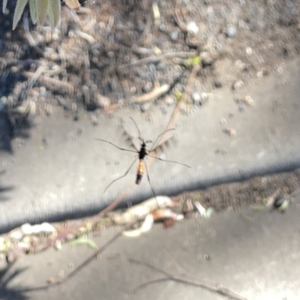 Gynoplistia (Gynoplistia) bella at Mittagong, NSW - 1 Oct 2023 03:16 PM