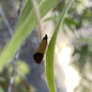 Merocroca automima at Mittagong, NSW - 1 Oct 2023 03:15 PM