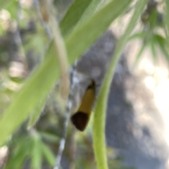 Merocroca automima at Mittagong, NSW - 1 Oct 2023 03:15 PM