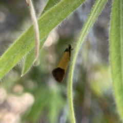 Merocroca automima at Mittagong, NSW - 1 Oct 2023 03:15 PM