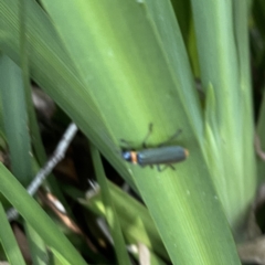 Chauliognathus lugubris (Plague Soldier Beetle) at Wingecarribee Local Government Area - 1 Oct 2023 by Hejor1