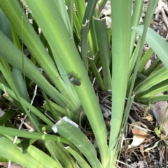 Chauliognathus lugubris at Mittagong, NSW - 1 Oct 2023