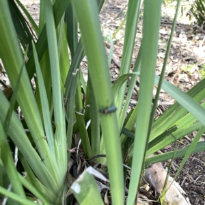 Chauliognathus lugubris at Mittagong, NSW - 1 Oct 2023