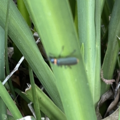 Chauliognathus lugubris at Mittagong, NSW - 1 Oct 2023