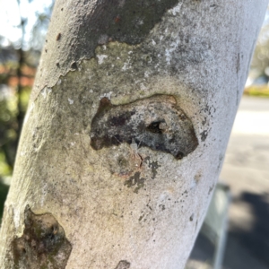 Tamopsis sp. (genus) at Mittagong, NSW - 1 Oct 2023