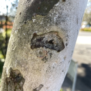 Tamopsis sp. (genus) at Mittagong, NSW - 1 Oct 2023