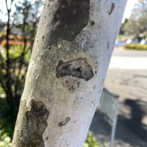 Tamopsis sp. (genus) at Mittagong, NSW - 1 Oct 2023